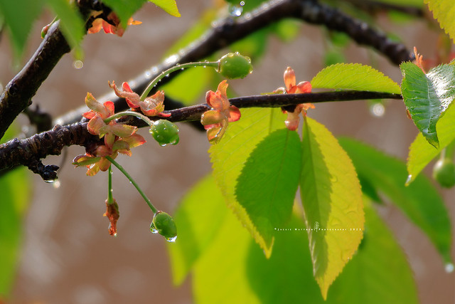 Cherries in the making ...