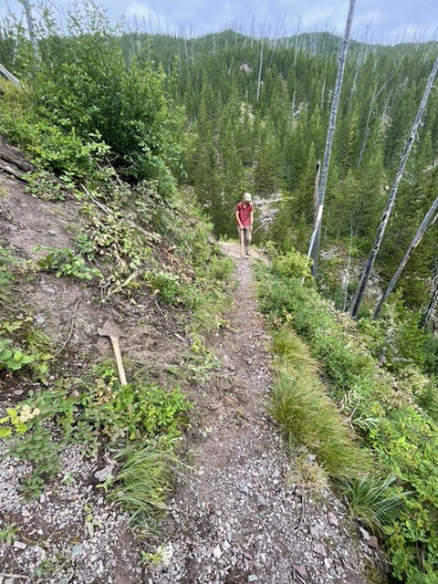 A narrow Forest Service Trail going through a high-elevation conifer forest that is over-grown and in need of trail work. 