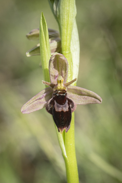 Gloucestershire Fly/Bee Hybrid Orchid
