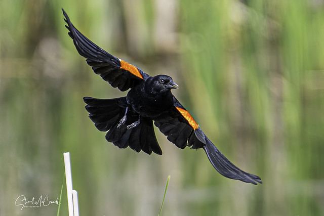 Redwing blackbird defends his mate.