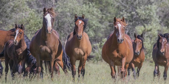 Family - Wild Horses In Explore May 16/23
