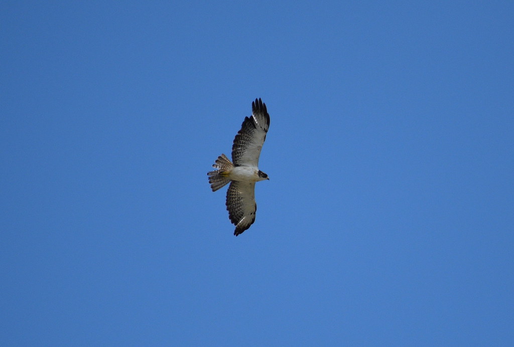 Short-Tailed Hawk | Flickr