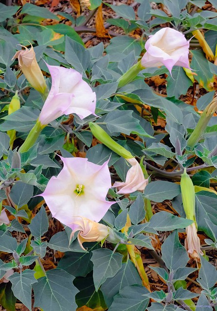 Datura wrightii encountered on a Southern California hike