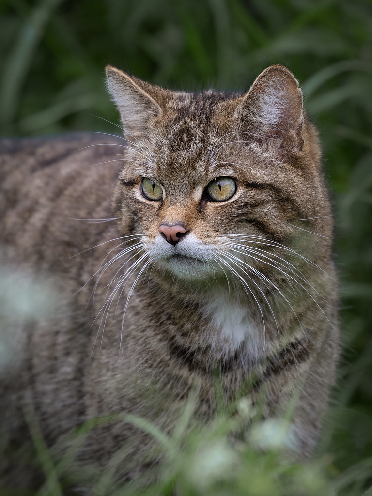 Female Scottish Wildcat, British Wildlife Centre