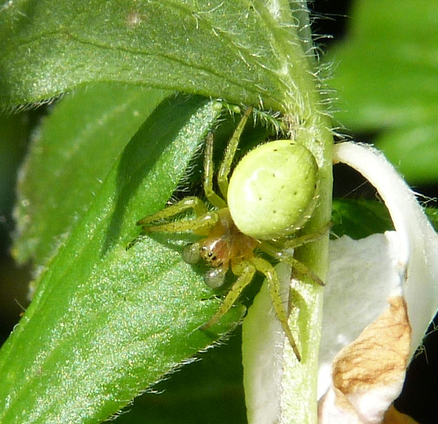 Cucumber Green Orb Spider - Araniella cucurbitina sensu stricto