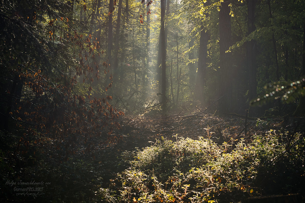intimate forest 2 # explore 9