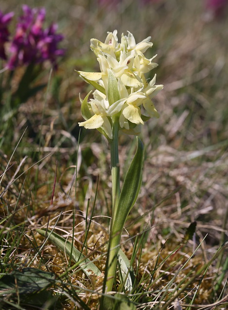 Hylde-gøgeurt (Elder-scented Orchid / Dactylorhiza sambucina)
