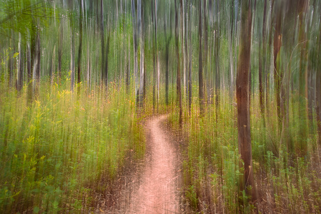 A Hike in the Woods (ICM)  [Explore - May 16, 2023 #188]