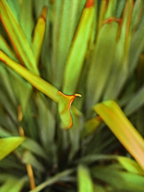 Apex - tip of the leaf