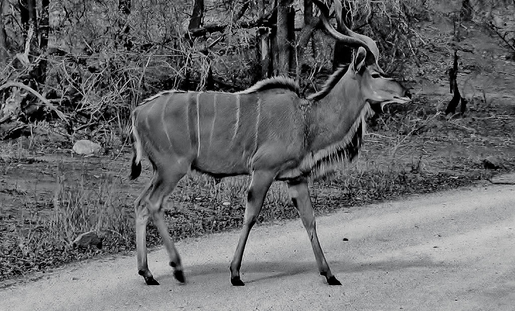SÜDAFRIKA( South-Africa), Im Krüger-Nationalpark, Kudu, 22076