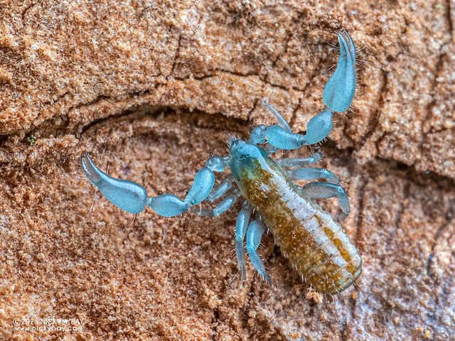 Blue Pseudoscorpion (Paratemnoides sp.) - P5138357