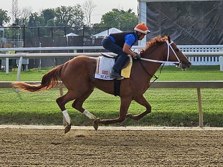 Mage at Pimlico. Photo by The Racing Biz.