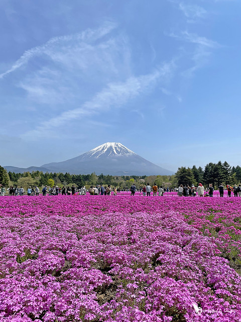 Mount Fuji - Shibazakura festival 2023
