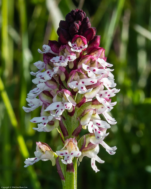 Burnt Orchid (Neotinea ustulata var. ustulata) Early Form