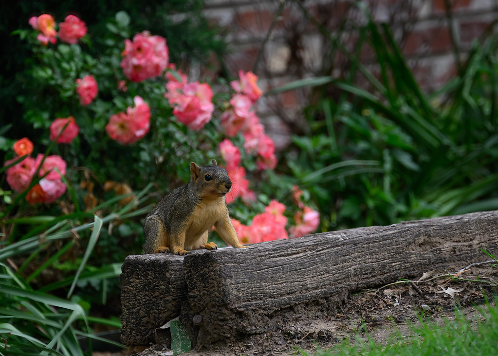 squirrel and knock out roses