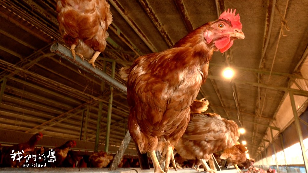 國內兩千場蛋雞舍約百分之十採用平飼飼養，不到百分之一採用放牧飼養