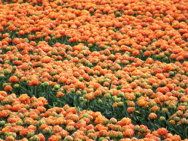 Orange peony tulips