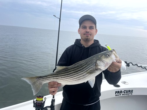 Photo of a man on a boat holding a striped bass