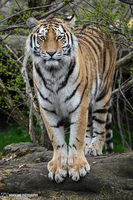 Siberian tiger - Zoo Hluboka