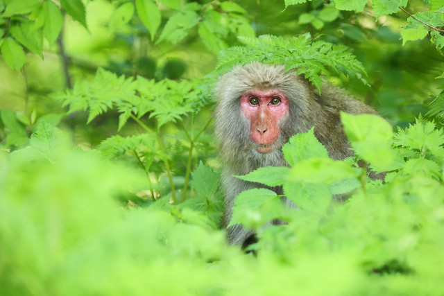 Wild monkey in the forest