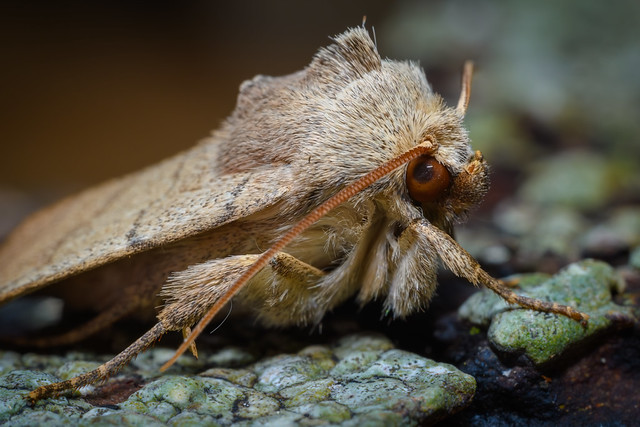 Treble lines moth