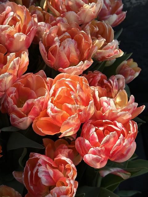 Tulip season (6)
