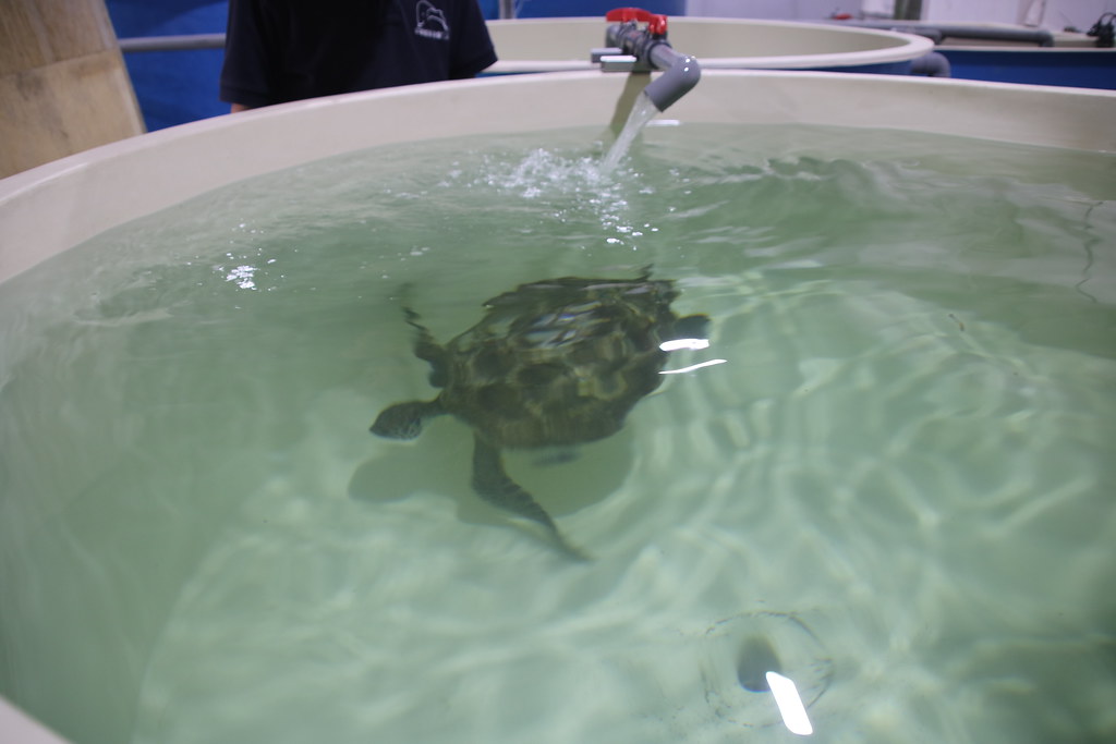 曾鉦琮表示，海龜在陸地上活動太久會有浮力調節問題，剛下水時游泳尾巴會翹起來。攝影：劉庭莉