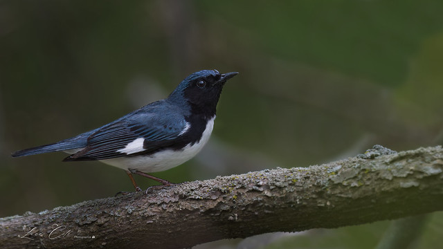 Black-Throated Blue Warbler / Paruline bleue (in Explore)
