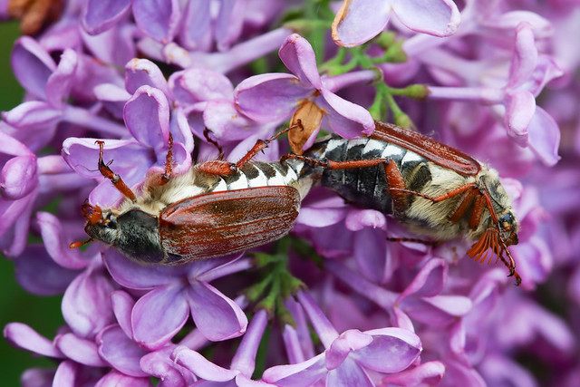 Cockchafer coupling on Lilac