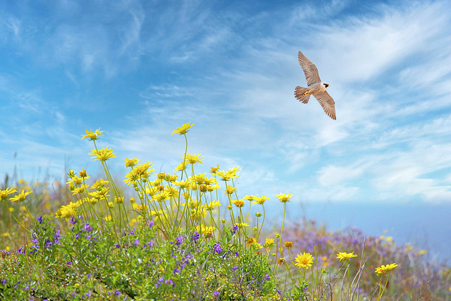 Peregrine Falcon in Flight