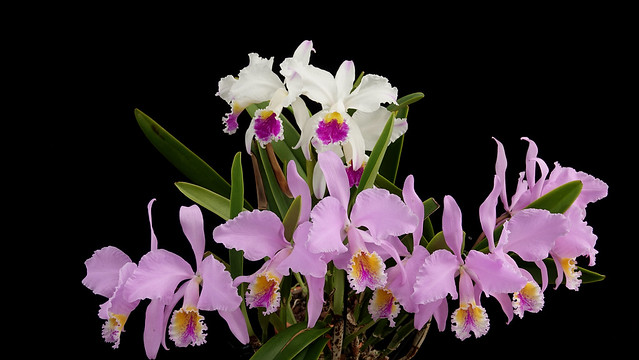 two different variants of Cattleya mossiae