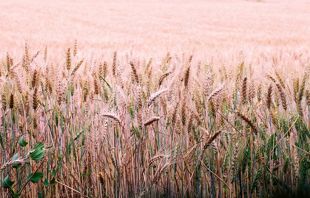 Wheat ears in close up
