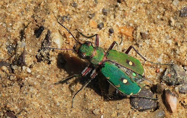 Green Tiger Beetle - Cicindela campestris- Dorset -130523 (3)