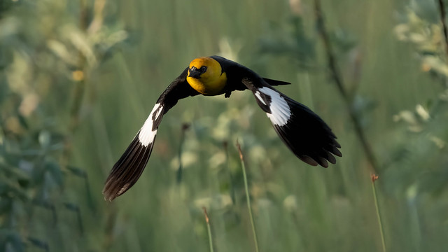 Yellow-headed Blackbird in-flight