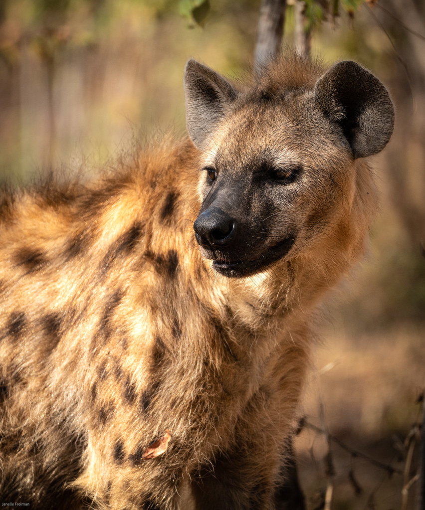 Hyena up close