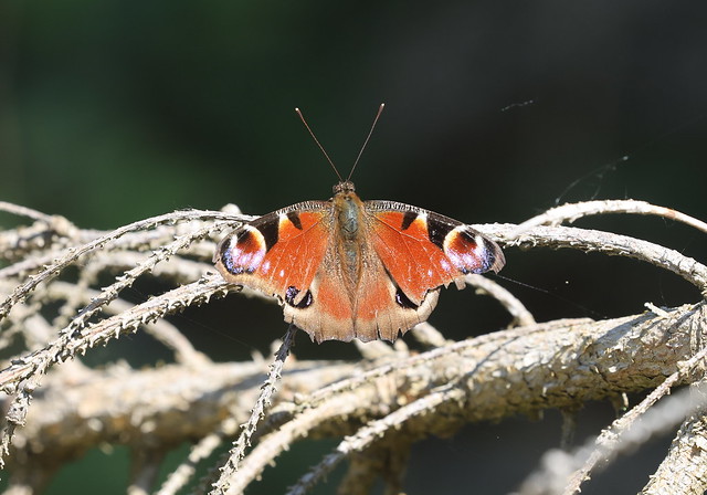 Dagpåfugleøje (Peacock Butterfly / Aglais io)