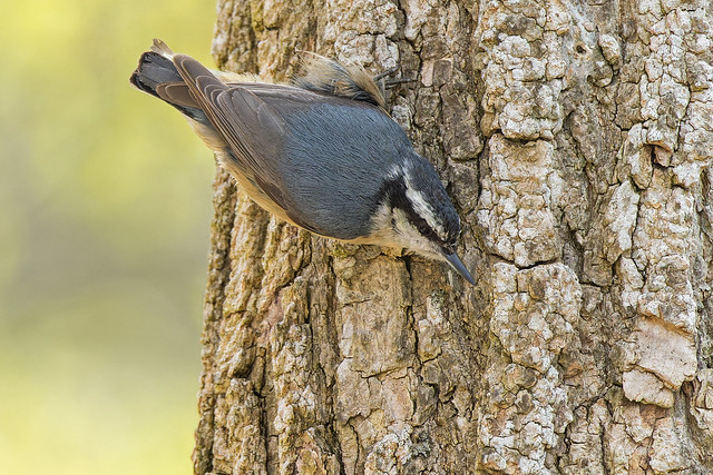 Red-breasted Nuthatch - Point Pelee National Park, Essex County, Ontario, Canada