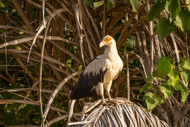 Palmgier- Palm-nut Vulture