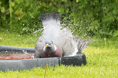 Bathtime for Woody | by Coltech