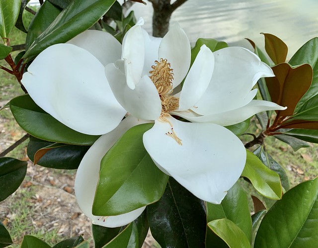 Magnolias are blooming!