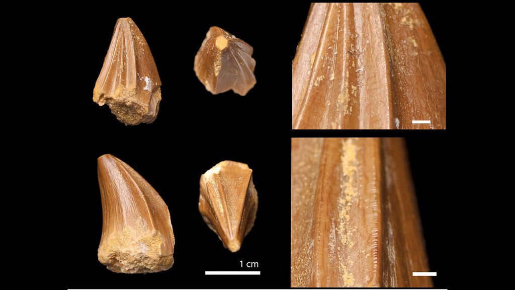 Photo of fossil teeth showing ridges