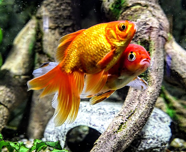 Goldfische , Goldfish
