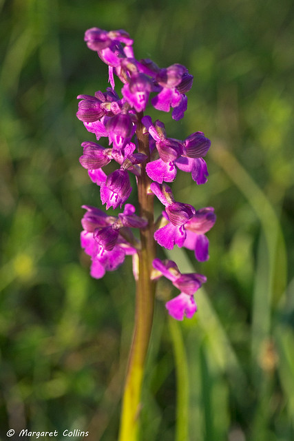 Green-winged Orchid 2 - Orchis morio