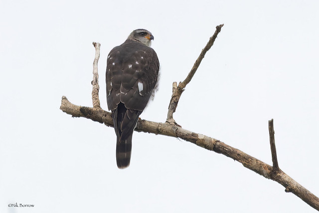 Ovambo Sparrowhawk Accipiter ovampensis