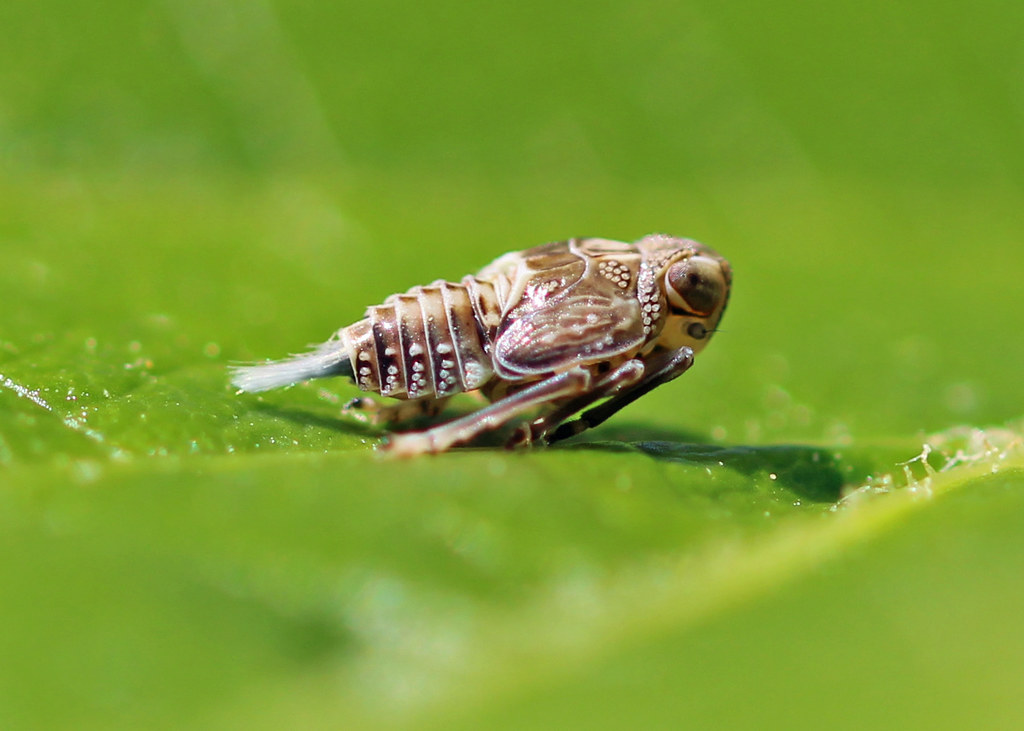 Klopp Insect Planthopper: Issus coleoptratus nymph | Bredfield | Stewart Belfield ...