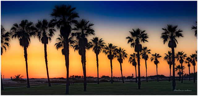 ⭐ Luz de atardecer entre palmeras // ⭐ Evening light between palm trees ( On EXPLORE 18/05/2023) ⭐