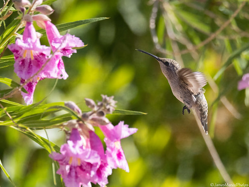 nevada hendersonbirdviewingpreserve hendersonnevada hummingbird femaleblackchinnedhummingbird wildlife bird birds nature outdoors jamesmarvinphelpsphotography