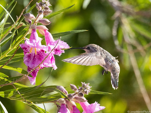 nevada hendersonbirdviewingpreserve hendersonnevada hummingbird femaleblackchinnedhummingbird wildlife bird birds nature outdoors jamesmarvinphelpsphotography