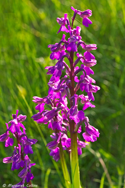 Green-winged Orchid 1 - Orchis morio