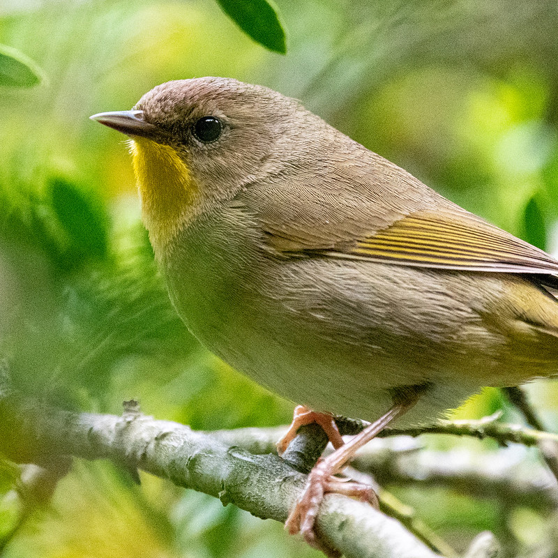 common-yellowthroat-female-9845